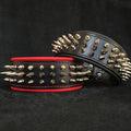 collier pour chien